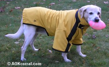 35 DIY Dog Coats