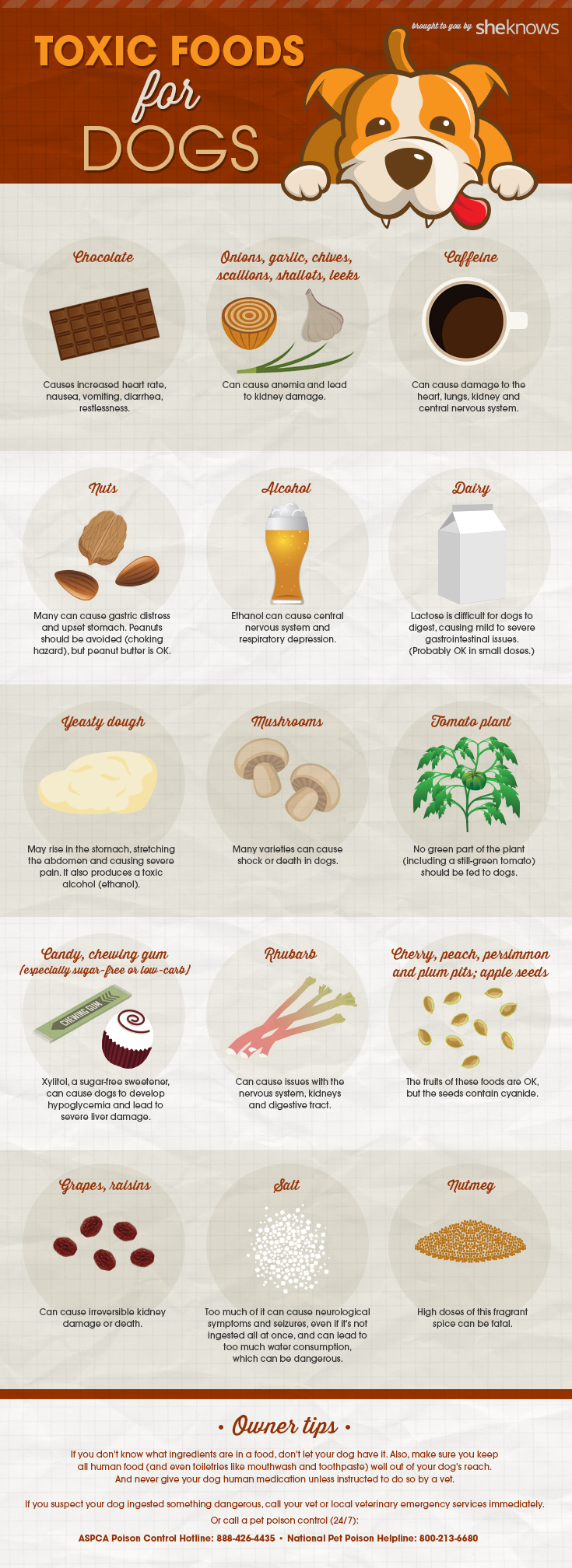 http://thecottagemarket.com/wp-content/uploads/2015/09/foods-toxic-to-dogs-infographic.jpg