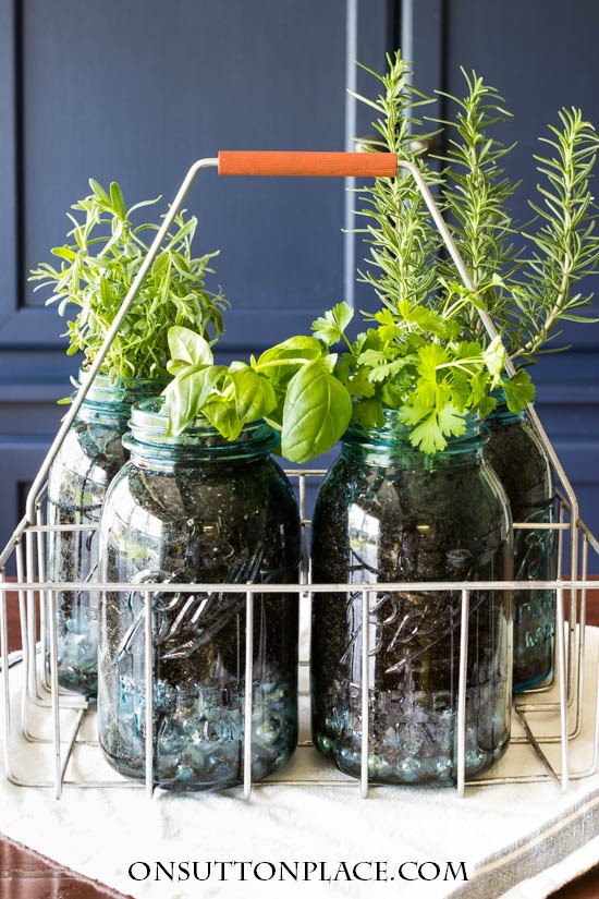 indoor-herb-garden-ball-jars