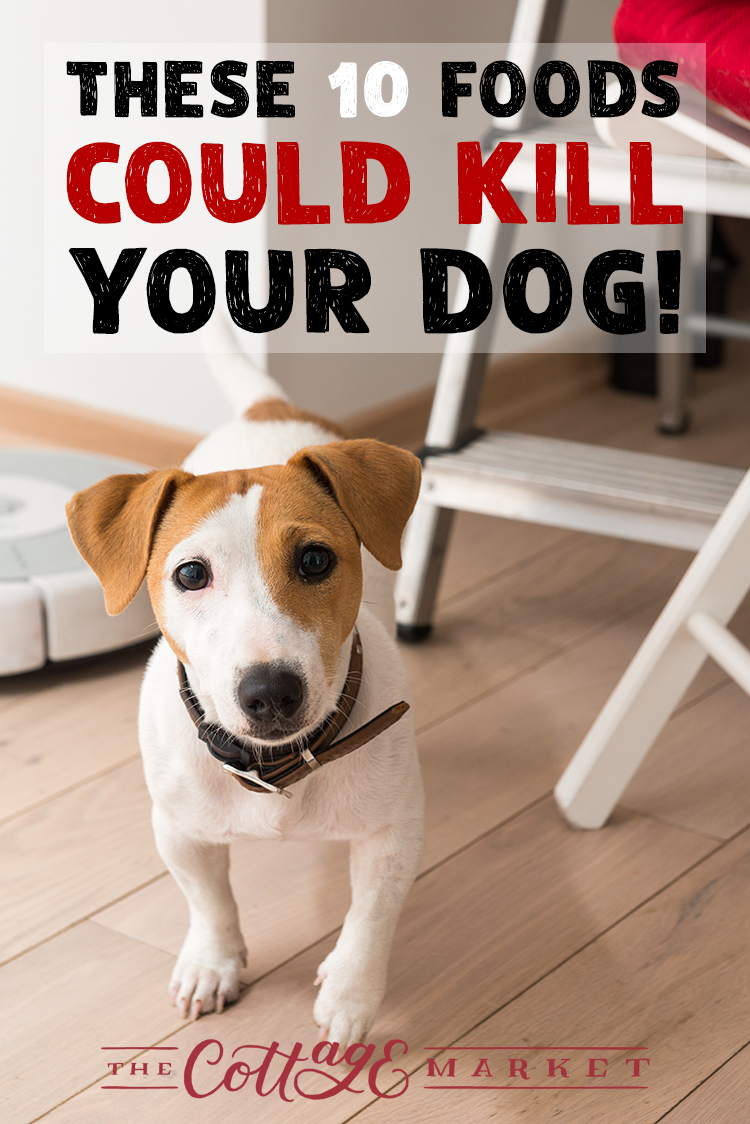 These 10 Foods Could Kill Your Dog The Cottage Market