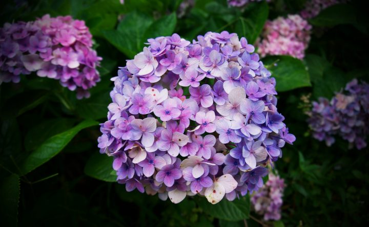 control the color of you hydrangeas by controlling the ph balance in your soil