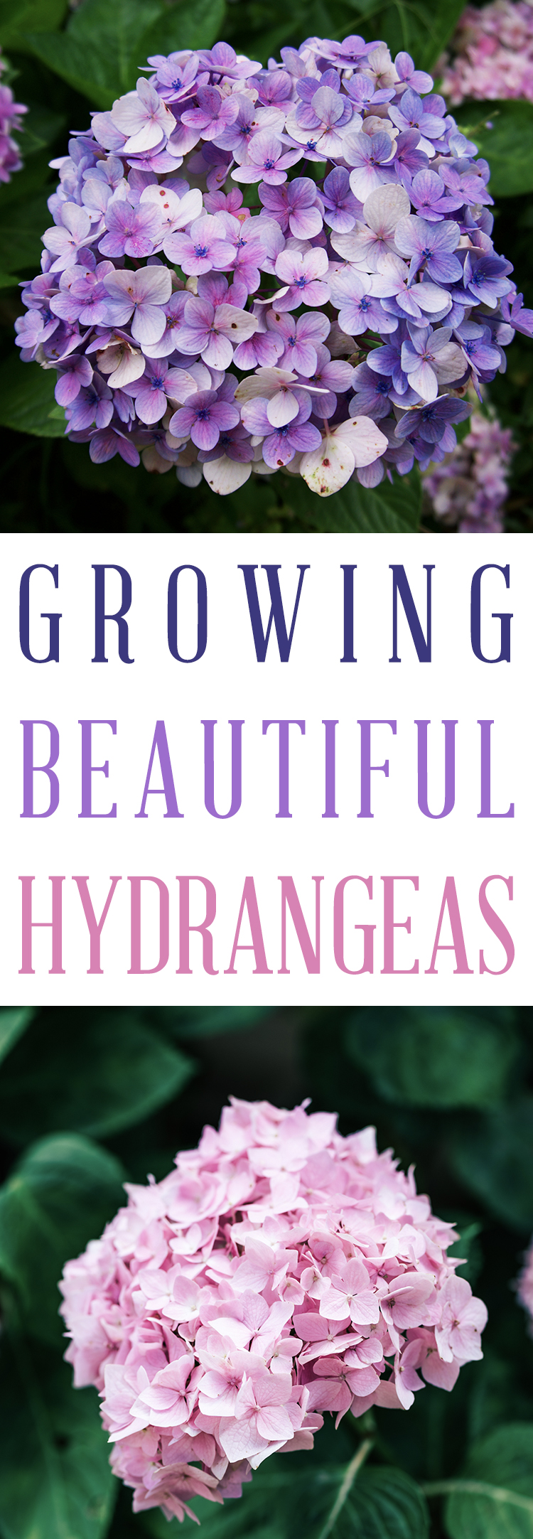 How to Grow the Perfect hydrangeas - Easy tips for planting and growing hydrangea flowers