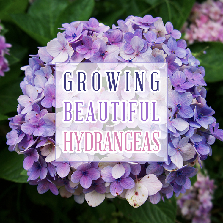 How to Grow Beautiful Hydrangeas - The Key to Success