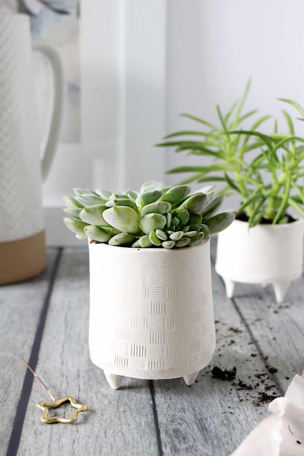 Succulents give any room a fresh touch and bring the outdoors inside