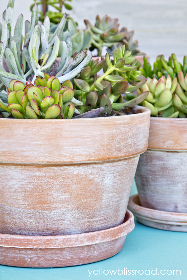 These succulents look great in these charming flower pots. 