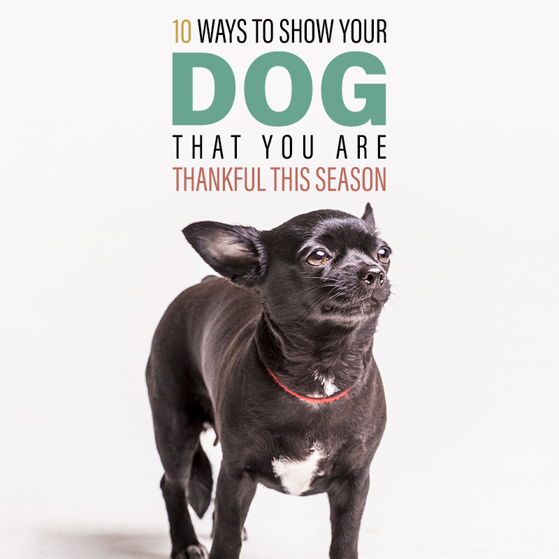 Come on in and check out 10 Ways to Show Your Dog You Are Thankful This Season. You will find really fun ways to show them how much you Love them!!!