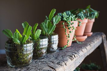 These are the Reasons Your Houseplants Are Dying. You are going to find solutions for all kinds of plant problems from root rot to fungus and many more!