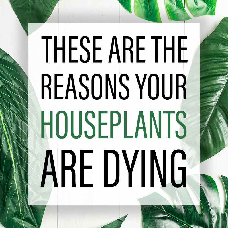 These are the Reasons Your Houseplants Are Dying. You are going to find solutions for all kinds of plant problems from root rot to fungus and many more!