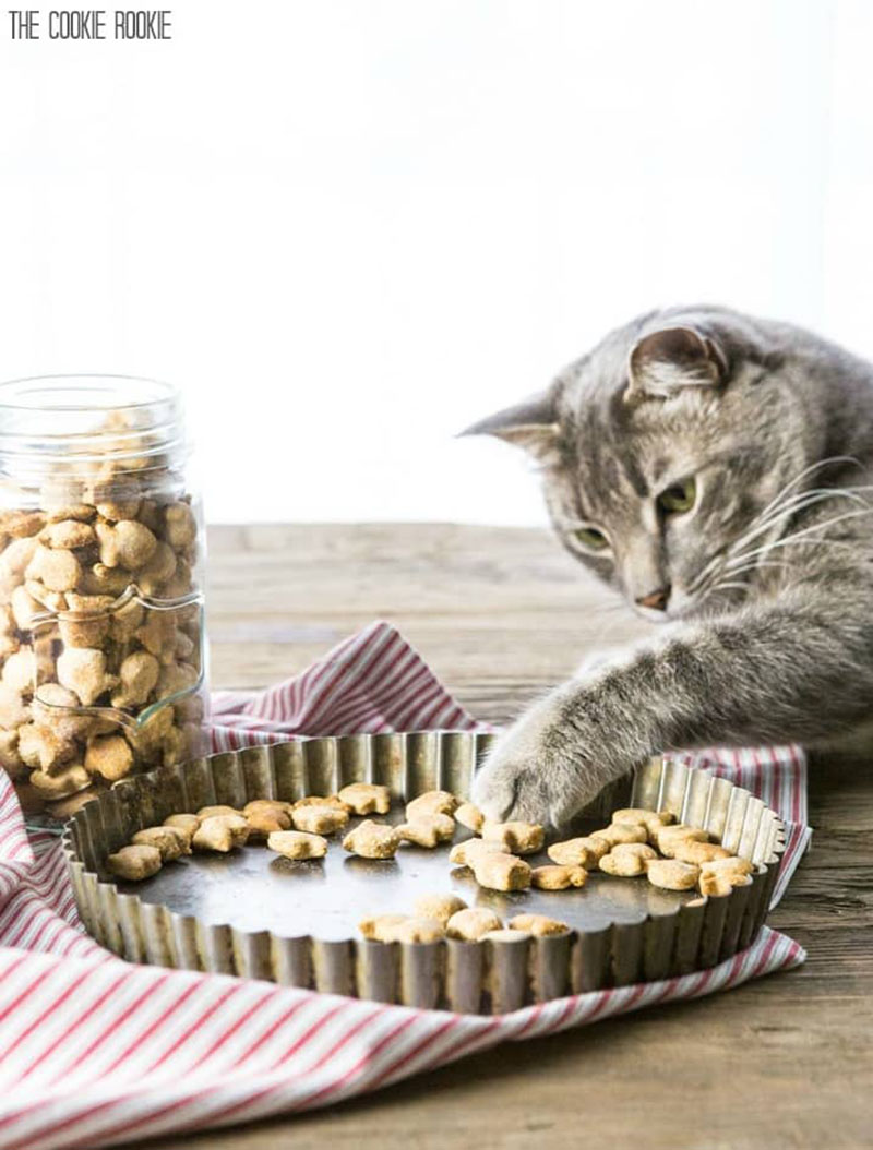 Check out these DIY Pet Gifts Your Furbaby Will Love!  You will be surprised how easy these are to make and how much your pets will adore playing with them.