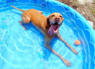 These Tips for Keeping Your Furry Friends Happy This Summer are quick and oh so easy!  We all want the very best for our Pups!