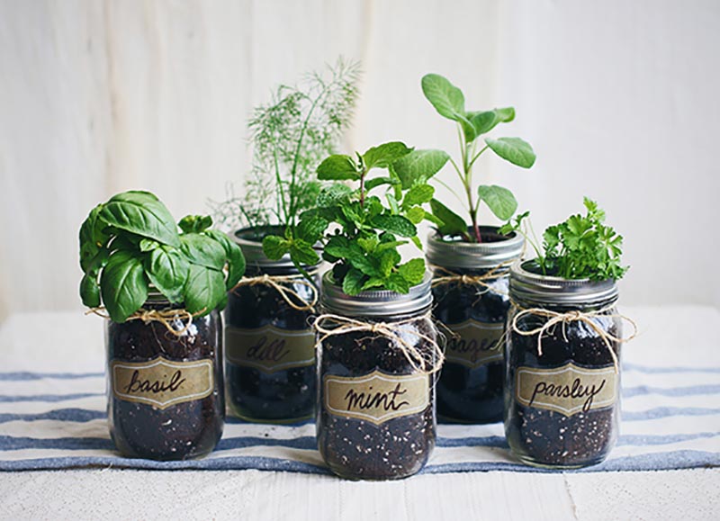 These Marvelous DIY Mason Jar Herb Gardens are quick and easy to create and look amazing.  The rewards of making one is a burst of fresh aromatic flavor to all of your yummy dishes.