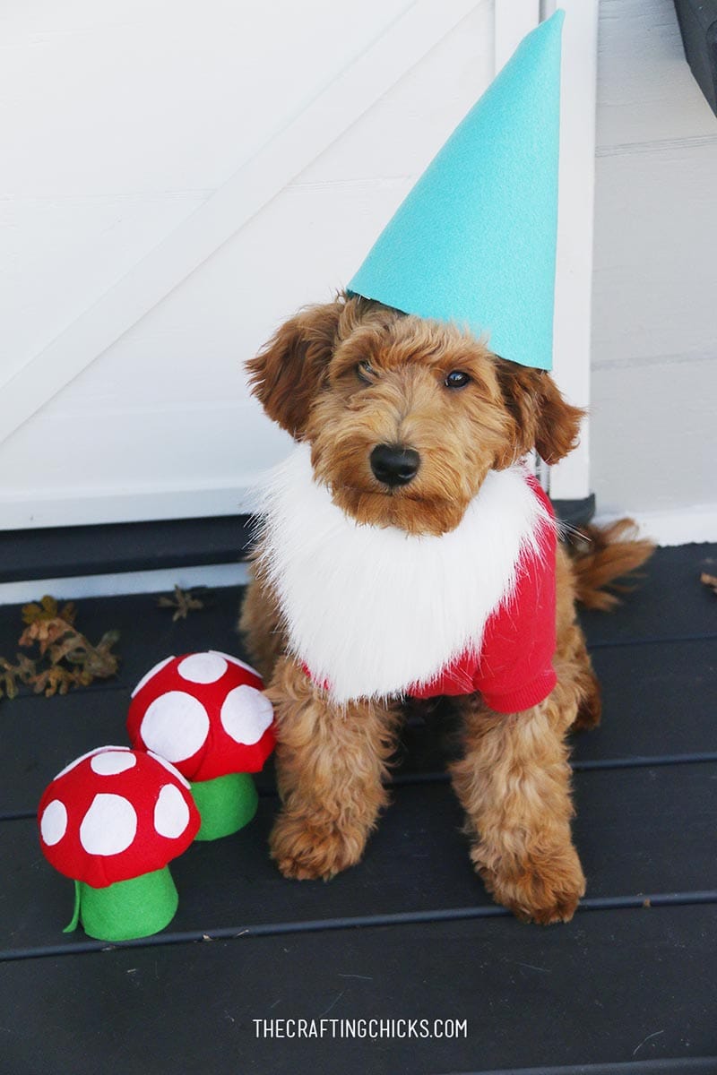 You are going to love this Collection of 31 Delightful DIY Dog Halloween Costumes that will have your doggie trick or treating in style!
