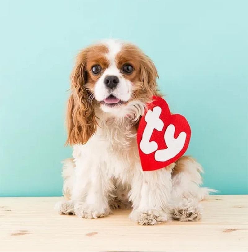 You are going to love this Collection of 31 Delightful DIY Dog Halloween Costumes that will have your doggie trick or treating in style!