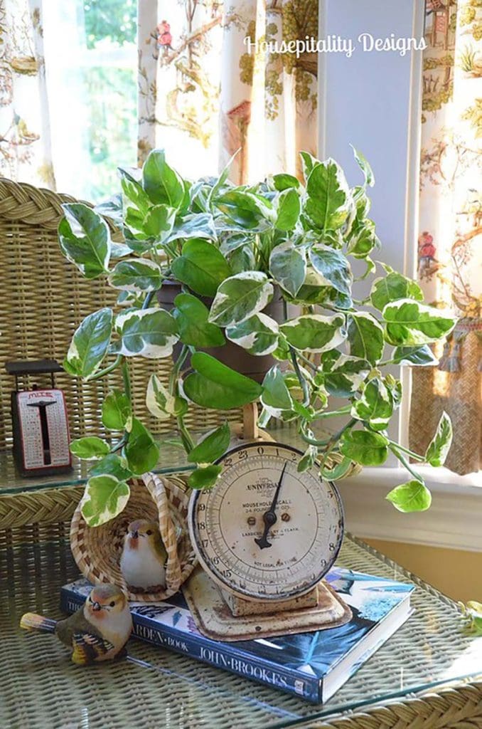 These 11 Ways To Display Plants Without A Plant Stand are going to have your Plants Stylin!