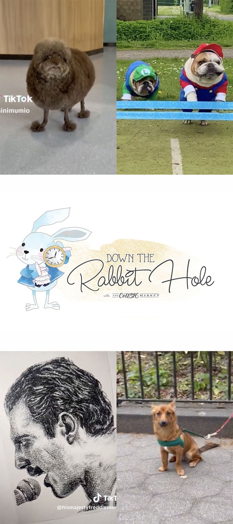 Down the Rabbit Hole Where Fun Links & Pet Rescues Meet. A great place to enjoy interesting links and also help out Pet Rescues all over the world!