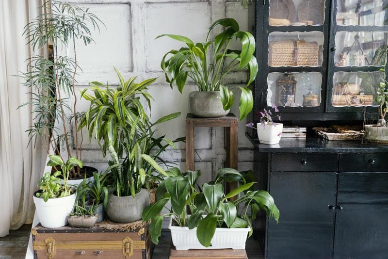 Learn how to care for houseplants in cold weather. Tips for keeping your plants healthy during the winter months.